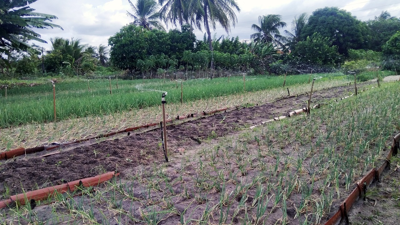 The Role of Agroforestry in Sustainable Farming